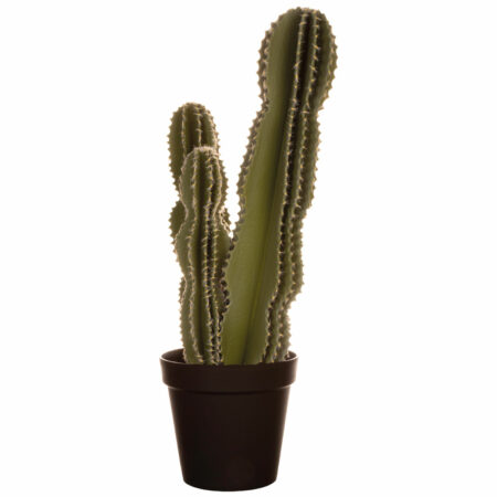 kaktus-XL
